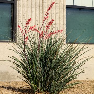 Hesperaloe parviflora Arizona Sunrise - Yuca Roja