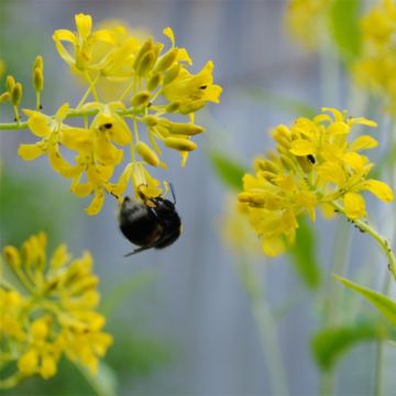 Hesperis lutea - Hesperis amarilla