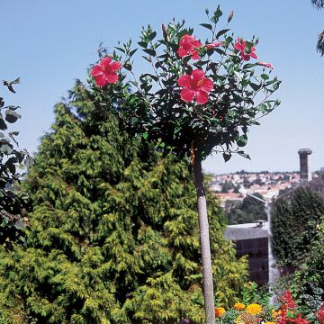 Hibiscus Sunny Cities Premiere Red - Rosa de China