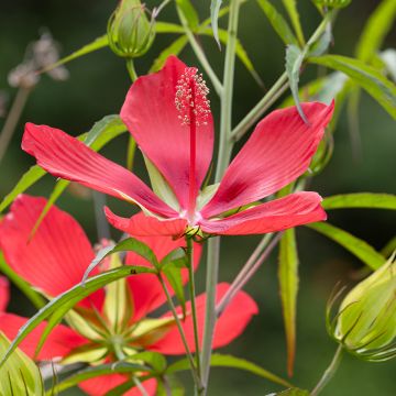 Hibiscus coccineus - Hibisco escarlata