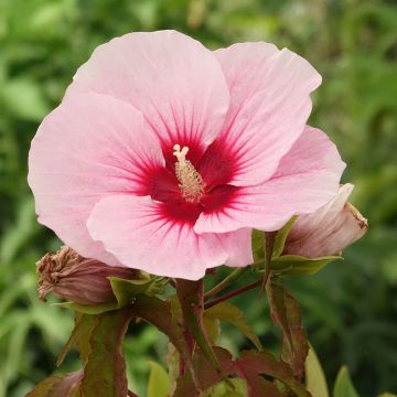 Hibiscus moscheutos Pink Candy - Hibisco moschetos