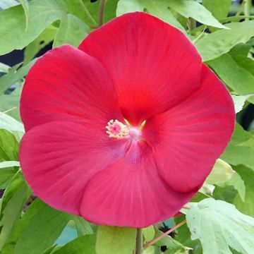 Hibiscus moscheutos Raijin - Hibisco luna 