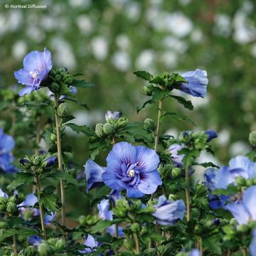 Altea Beautifull Cobalt - Hibiscus syriacus