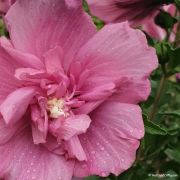 Altea Beautifull Magenta - Hibiscus syriacus