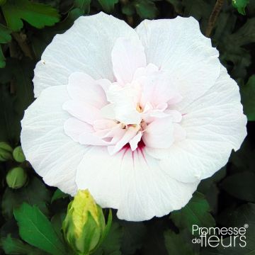 Altea China Chiffon - Hibiscus syriacus