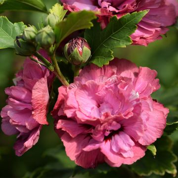 Altea Duc de Brabant - Hibiscus syriacus