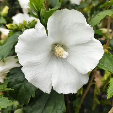 Hibiscus syriacus Eléonore - Altea