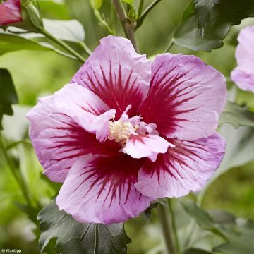 Hibiscus syriacus Flower Tower Purple - Altea