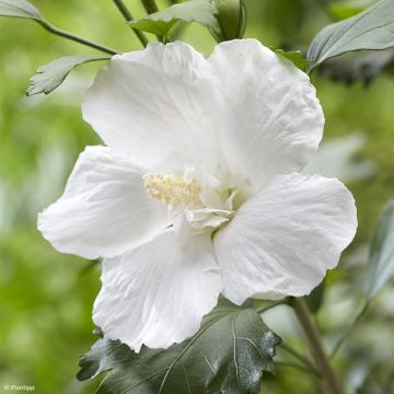 Hibisco Torre Blanco - Hibiscus syriacus Flower Tower White