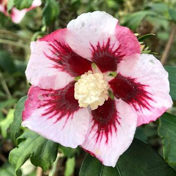 Hibiscus syriacus Hamabo - Altea