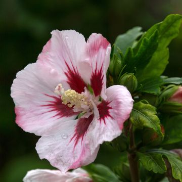 Hibiscus syriacus Hamabo - Altea