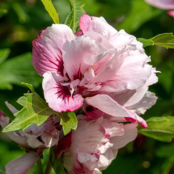 Altea Lady Stanley - Hibiscus syriacus