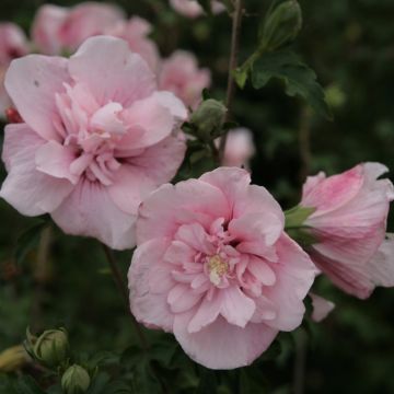Altea Pink Chiffon - Hibiscus syriacus