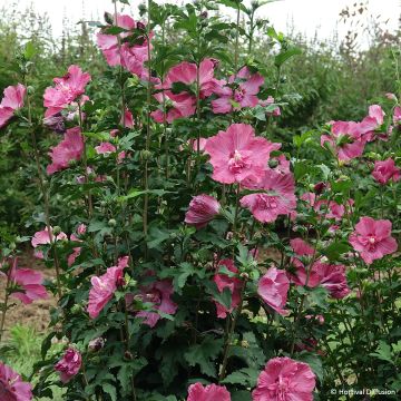 Altea Pompei - Hibiscus syriacus