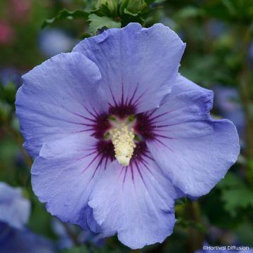 Hibiscus syriacus Sup'Blue - Rosa de Siria