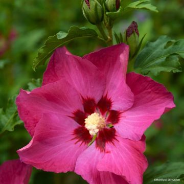 Hibiscus syriacus Sup’Bridge - Rosa de Siria