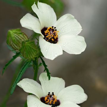 Hibiscus trionum - Aurora común