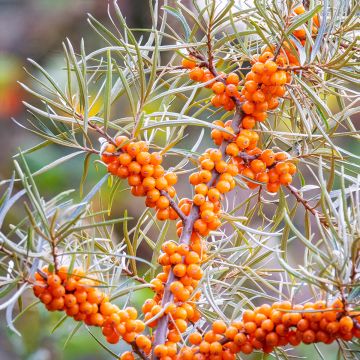 Espino amarillo (semillas) - Hippophae rhamnoides