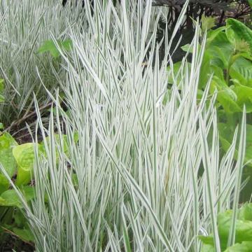 Holcus mollis Albovariegatus - Heno blanco