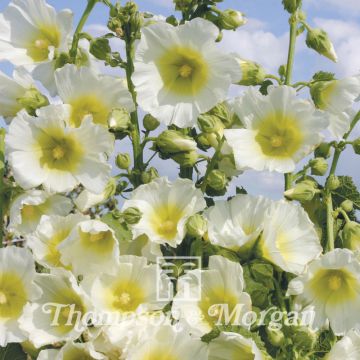 Alcea rosea Halo White - Malva real