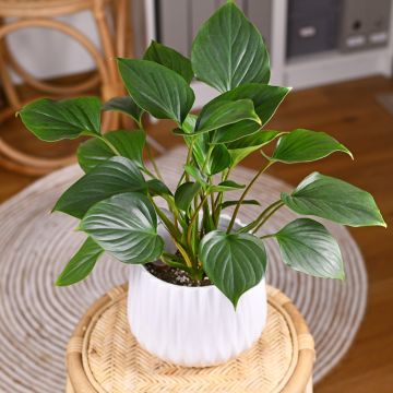 Homalomena Emerald Gem Homalomena Emerald Gem
