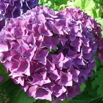 Hortensia macrophylla Hovaria Hobergine - Hydrangea
