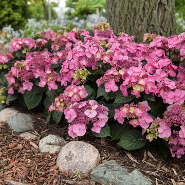 Hydrangea macrophylla Endless Summer Pop Star - Hortensia Hydrangea macrophylla Endless Summer Pop Star - Hortensia