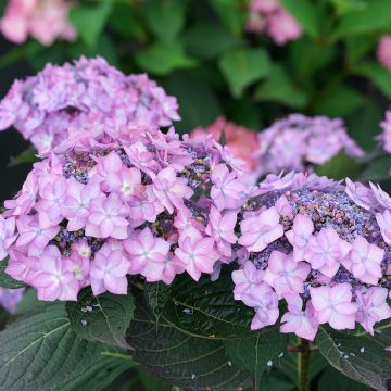 Hydrangea  serrata Frozen Smoothie - Hortensia 