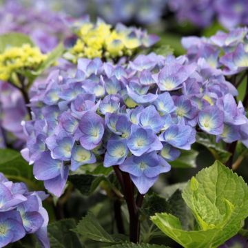 Hortensia macrophylla Black Steel Purple - Hydrangea
