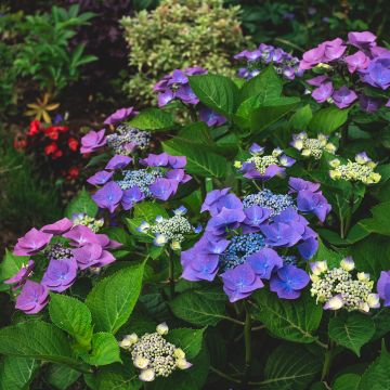 Hortensia macrophylla Blaumeise - Hydrangea