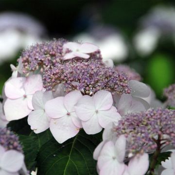 Hortensia macrophylla Cloudi - Hydrangea