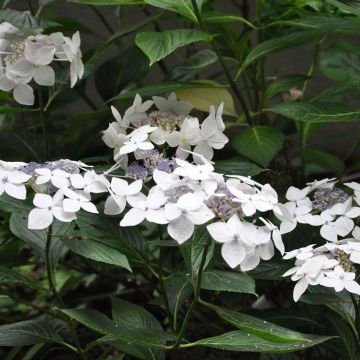 Hortensia macrophylla Lanarth White - Hydrangea
