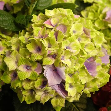 Hortensia macrophylla Magical Jewel rosa - Hydrangea