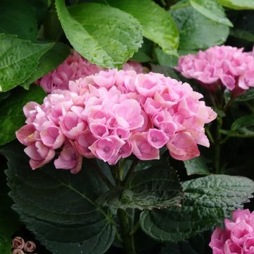 Hortensia macrophylla Magical Revolution Rose - Hydrangea