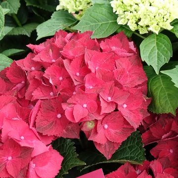 Hortensias - Hydrangea macrophylla Magical Ruby Tuesday