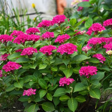 Hortensia macrophylla Pia - Hydrangea