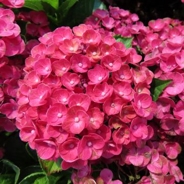 Hydrangea macrophylla Rebellion Ferrari Love - Hortensia