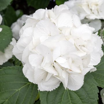 Hortensia macrophylla Schneeball - Hydrangea Hortensia macrophylla Schneeball - Hydrangea