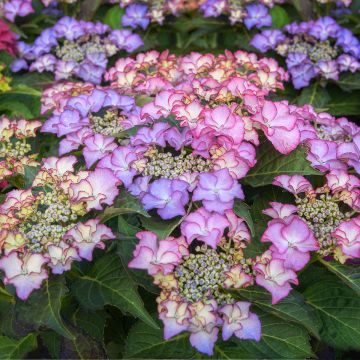 Hortensia macrophylla Tiffany - Hydrangea