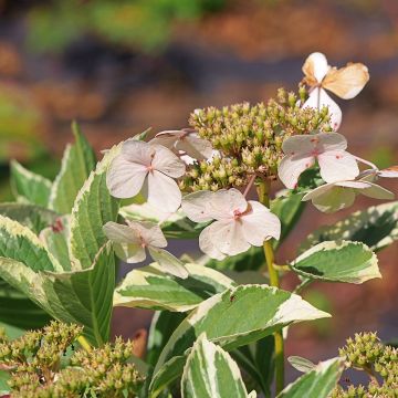 Hortensia macrophylla Tricolor - Hydrangea