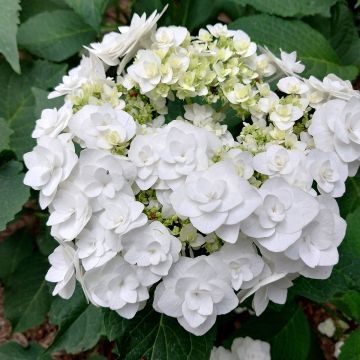 Hortensia macrophylla Wedding Gown - Hydrangea Hortensia macrophylla Wedding Gown - Hydrangea