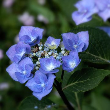 Hortensia macrophylla Zorro Azul- Hydrangea