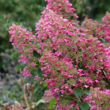 Hortensia paniculata Pink Diamond - Hydrangea paniculata