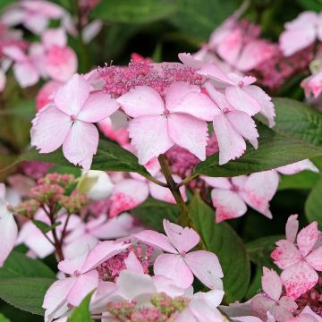 Hortensia serrata Grayswood - Hydrangea