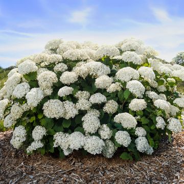 Hortensia arborescens FlowerWOW Hortensia arborescens FlowerWOW