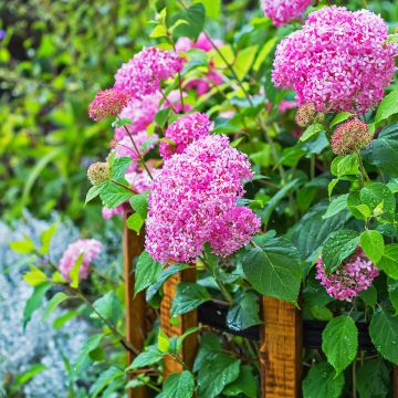 Hortensia arborescens Pink Annabelle Hortensia arborescens Pink Annabelle