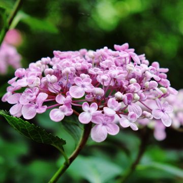 Hortensia macrophylla Ayesha - Hydrangea