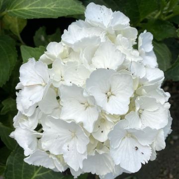Hydrangea macrophylla Nymphe - Hortensia