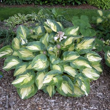 Hosta Great Expectations Hosta Great Expectations