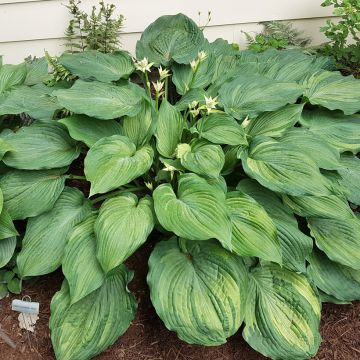 Hosta Guardian Angel